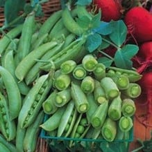 Sugar Snap Peas - Organic Plant Packs