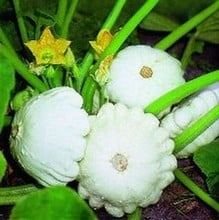 Summer Squash Custard White - Organic Plant Packs