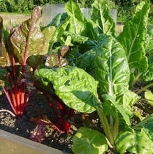 Superfoods Vegetable Garden