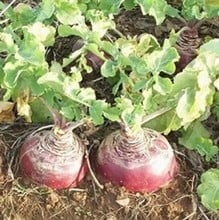 Swede Lomond (10 Plants) Organic