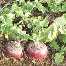 Swede Marian - Organic Plant Packs Swede Marian - Organic Plant Packs