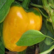 Sweet Pepper D'Asti Gallo - Organic Plant Packs Sweet Pepper D'Asti Gallo - Organic Plant Packs