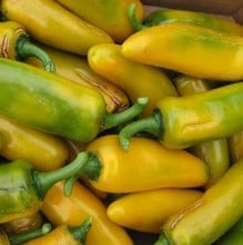 Sweet Pepper Long Yellow Ringo - Organic Plant Packs