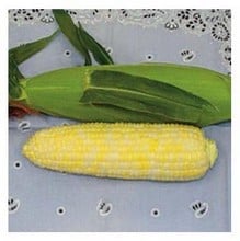 Sweetcorn Luscious - 25 Seeds