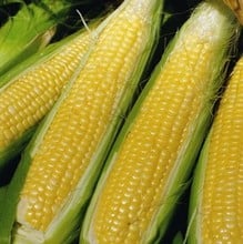 Sweetcorn Sweet Nugget - Organic Plant Packs