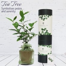 Tea Plant Gift