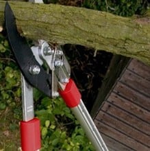Telescopic Ratchet Lopper