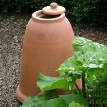 Terracotta Rhubarb Forcer (47cm H)