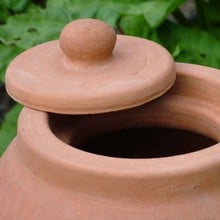 Terracotta Rhubarb Forcer (47cm H)