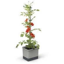 Tom Tomato Planter