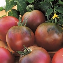 Tomato Black Russian - Organic Plant Packs