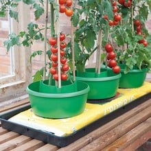 Tomato Plant Halos in Green