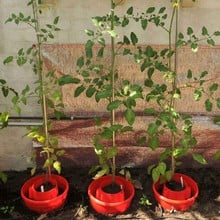 Tomato Plant Halos in Red