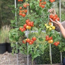 Tomato Success Frame Kit Only