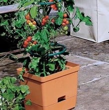 Tomato Tower