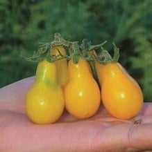 Tomato Yellow Pear - Organic Plant Packs