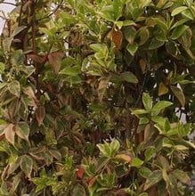 Trachelospermum jasminoides Variegata