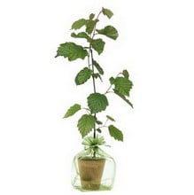 Truffle Tree Gift Truffle Tree Gift