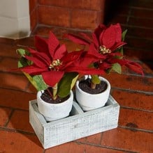 Twin Poinsettias in Ceramic Pots