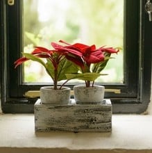 Twin Poinsettias in Ceramic Pots