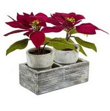 Twin Poinsettias in Ceramic Pots