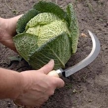 Vegetable Harvesting Knife