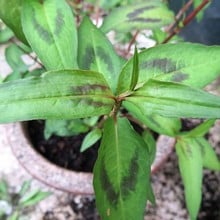 Vietnamese Coriander (3 Plants) Organic