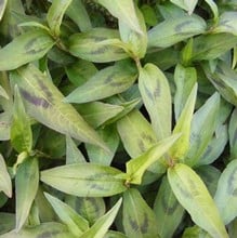 Vietnamese Coriander - Organic Plant Packs