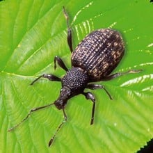 VineWeevilFree Nematodes VineWeevilFree Nematodes