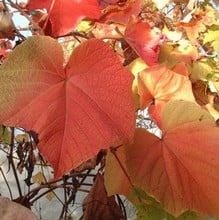 Vitis coignetiae