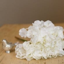 White Hydrangea Stem by Sia White Hydrangea Stem by Sia