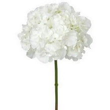 White Hydrangea Stem by Sia