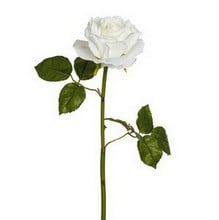 White Rose Stem by Sia