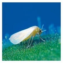 Whitefly Control