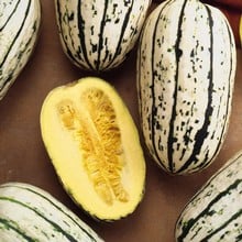 Winter Squash Cornells Bush Delicata - Organic Plant Packs