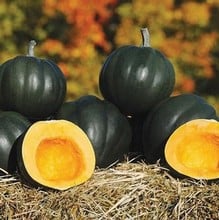 Winter Squash Honey Bear - Organic Plant Packs