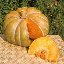 Winter Squash Musquee de Provence (3 Plants) Organic