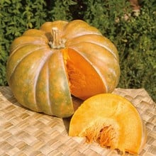 Winter Squash Musquee De Provence - Organic Plant Packs