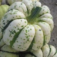 Winter Squash Sweet Dumpling - Organic Plant Packs