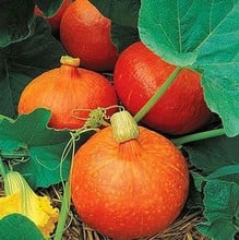 Winter Squash Uchiki Kuri - Organic Plant Packs