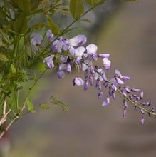 Wisteria Caroline