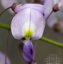 Wisteria Caroline