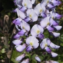 Wisteria Floribunda Russelliana