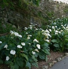 Zantedeschia aethiopica