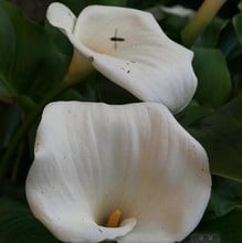 Zantedeschia aethiopica