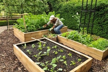 Allotment Wooden Raised Beds