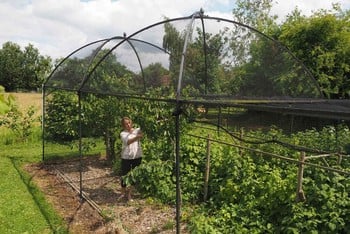 Dome Roof Steel Fruit Cage - Pineapple Finial