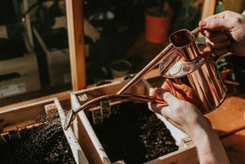 Haws Copper Indoor and Seedling Watering Can