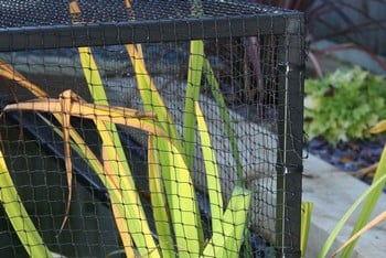 Raised Steel Pond Cover