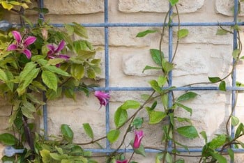Southwold Decorative Wall Trellis Panels